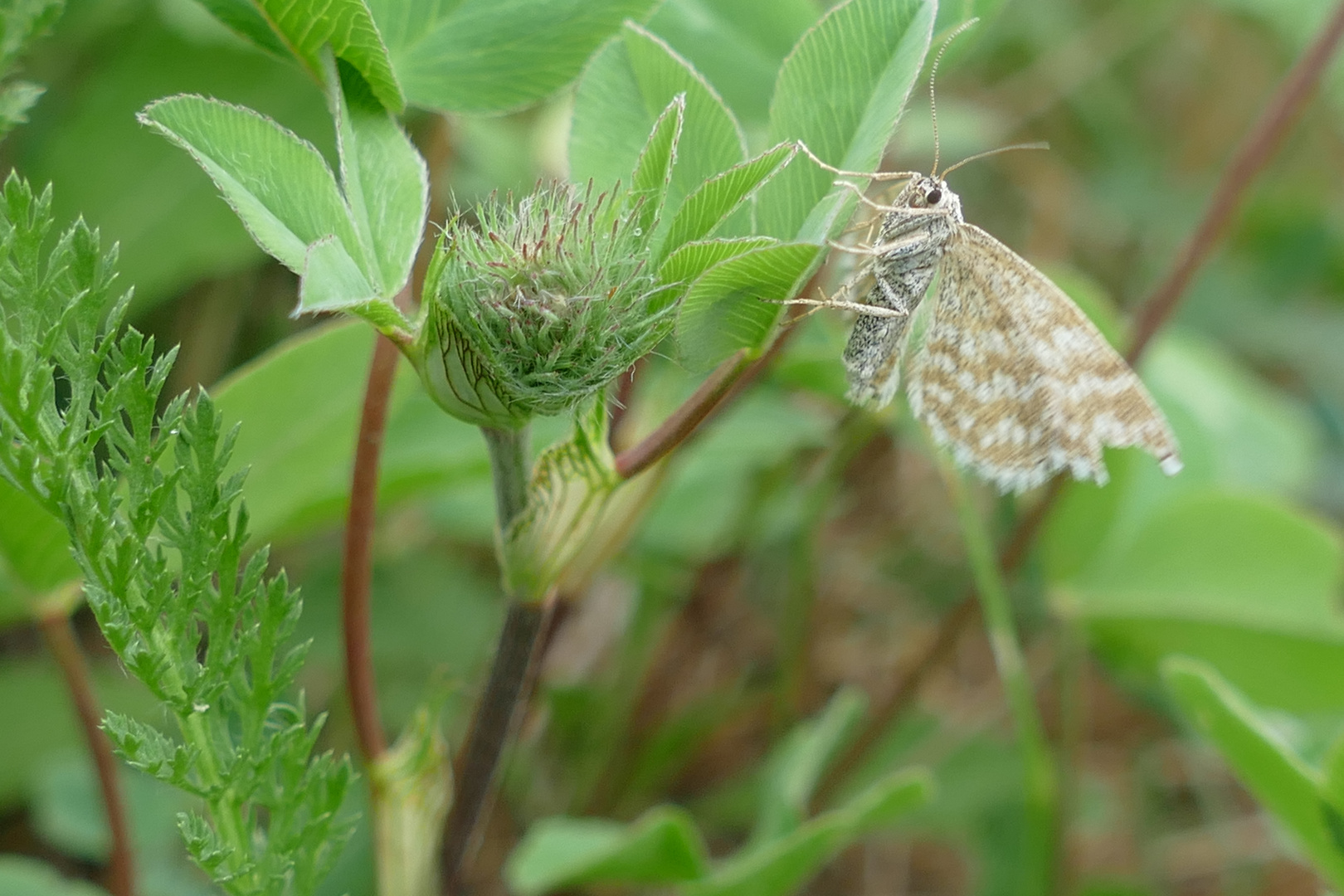 Kleiner Falter (Marmorierter Kleinspanner)