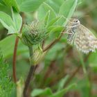 Kleiner Falter (Marmorierter Kleinspanner)