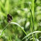 kleiner Farbklecks auf der Wiese