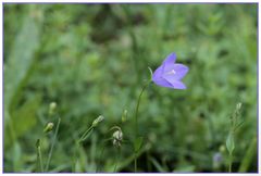 Kleiner Farbtupfer in der Wiese