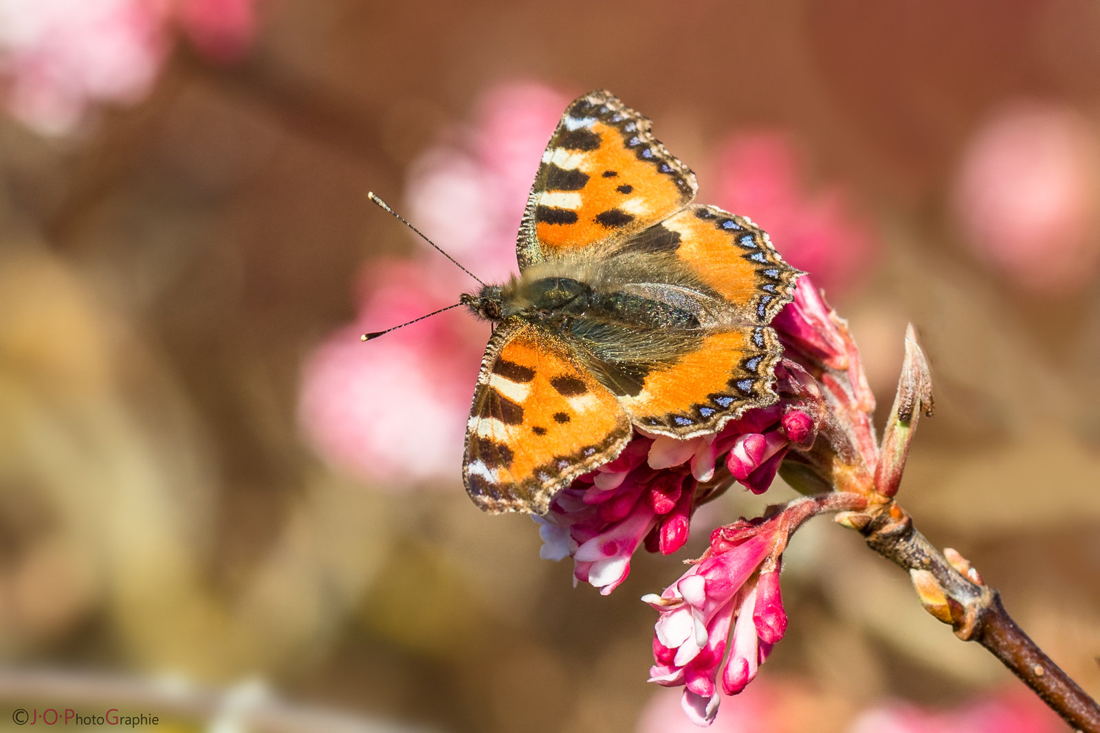 Kleiner Februar-Fuchs