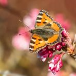 Kleiner Februar-Fuchs