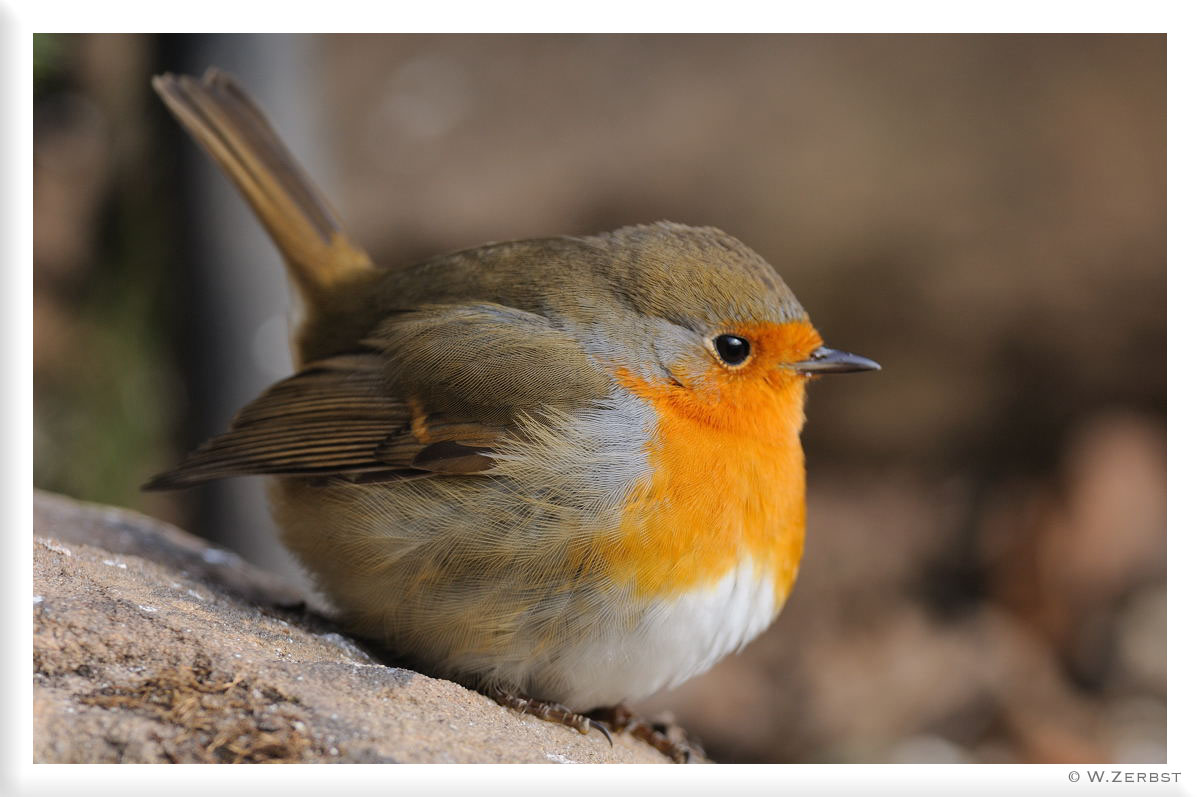 - Kleiner Federball - Rotkehlchen ( Erithacus rubecula )