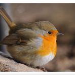 - Kleiner Federball - Rotkehlchen ( Erithacus rubecula )