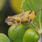 Kleiner Feigling (Ägyptische Wanderheuschrecke; Anacridium aegyptium)