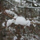 kleiner festgesessener Schneeast