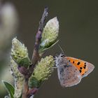 Kleiner Feuerfalter