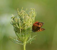 kleiner feuerfalter 