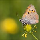 Kleiner Feuerfalter