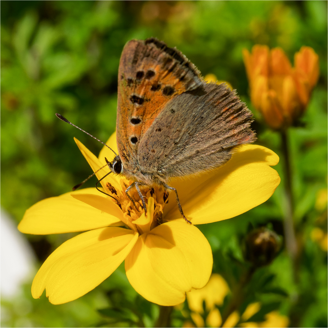 Kleiner Feuerfalter auf Bidens-Blüte  .....