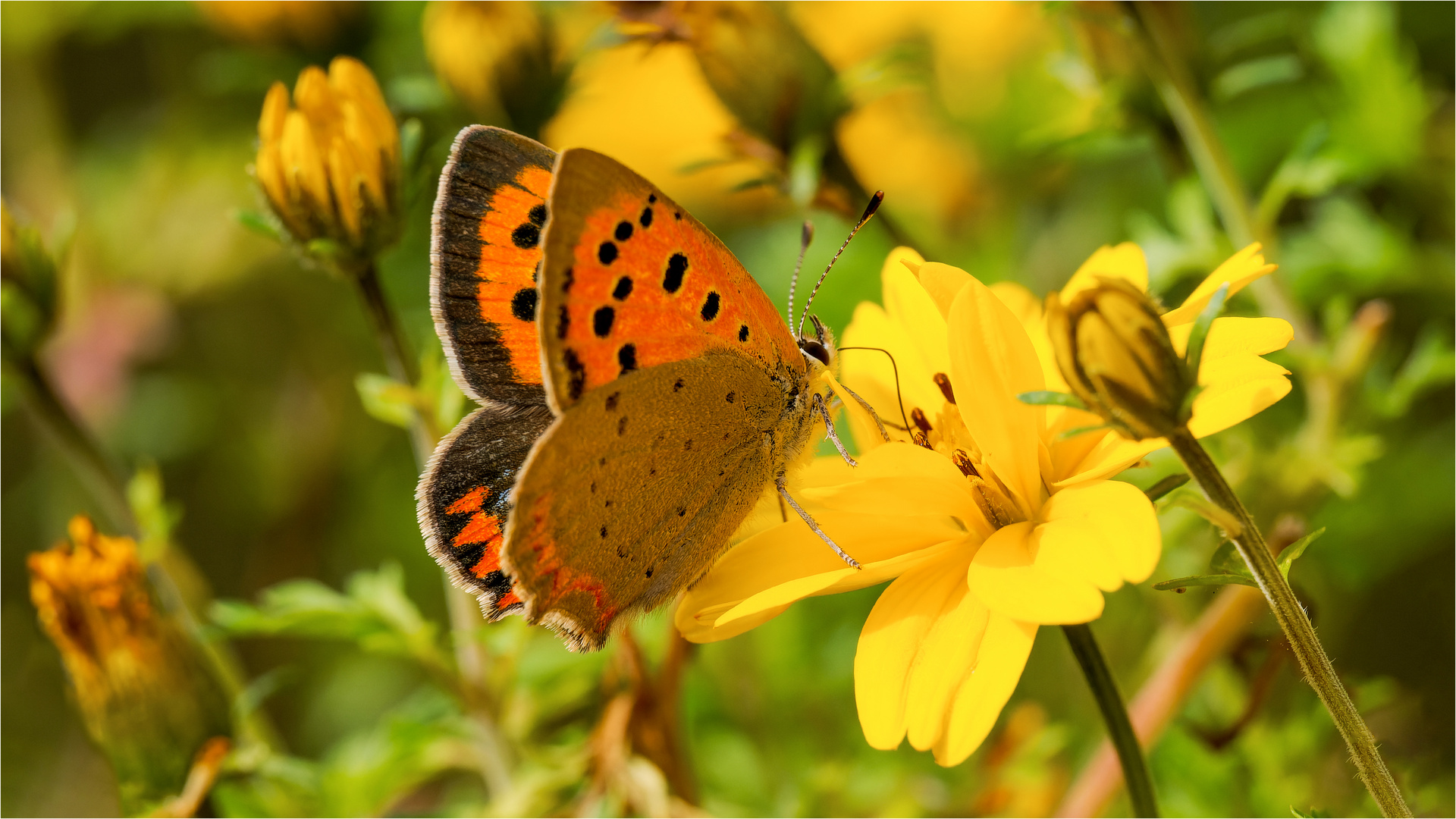 Kleiner Feuerfalter auf der Goldmarie - Bidens ferulifolia -