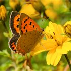 Kleiner Feuerfalter auf der Goldmarie - Bidens ferulifolia -