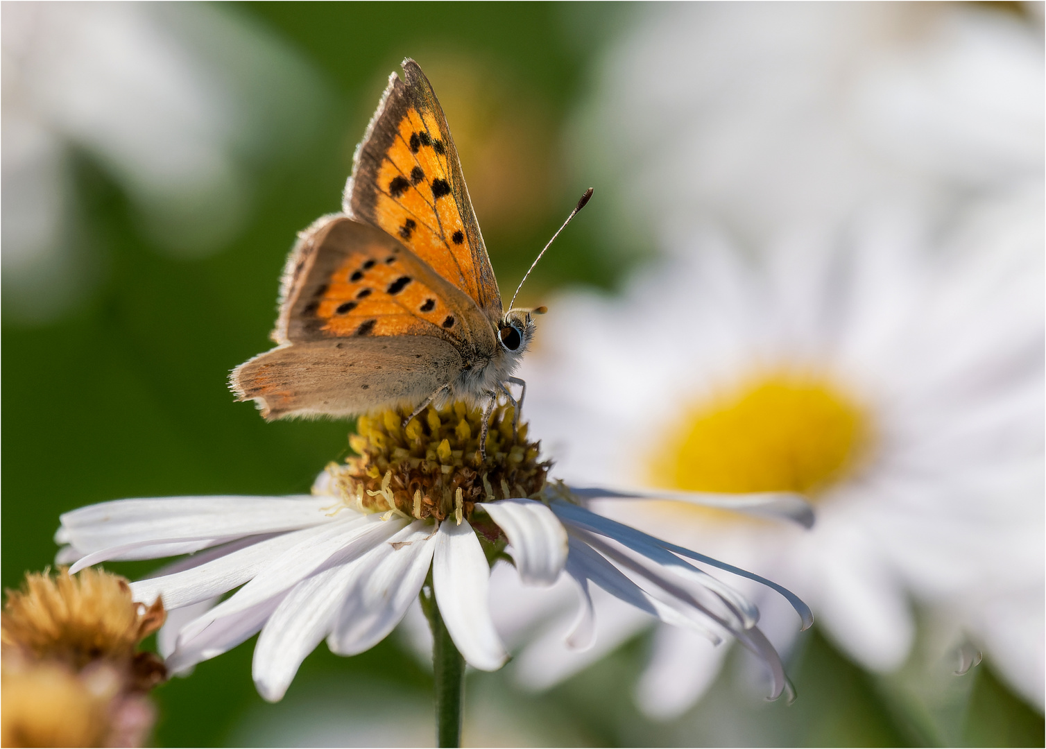 Kleiner Feuerfalter auf der Margeritenblüte  .....