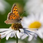 Kleiner Feuerfalter auf der Margeritenblüte  .....