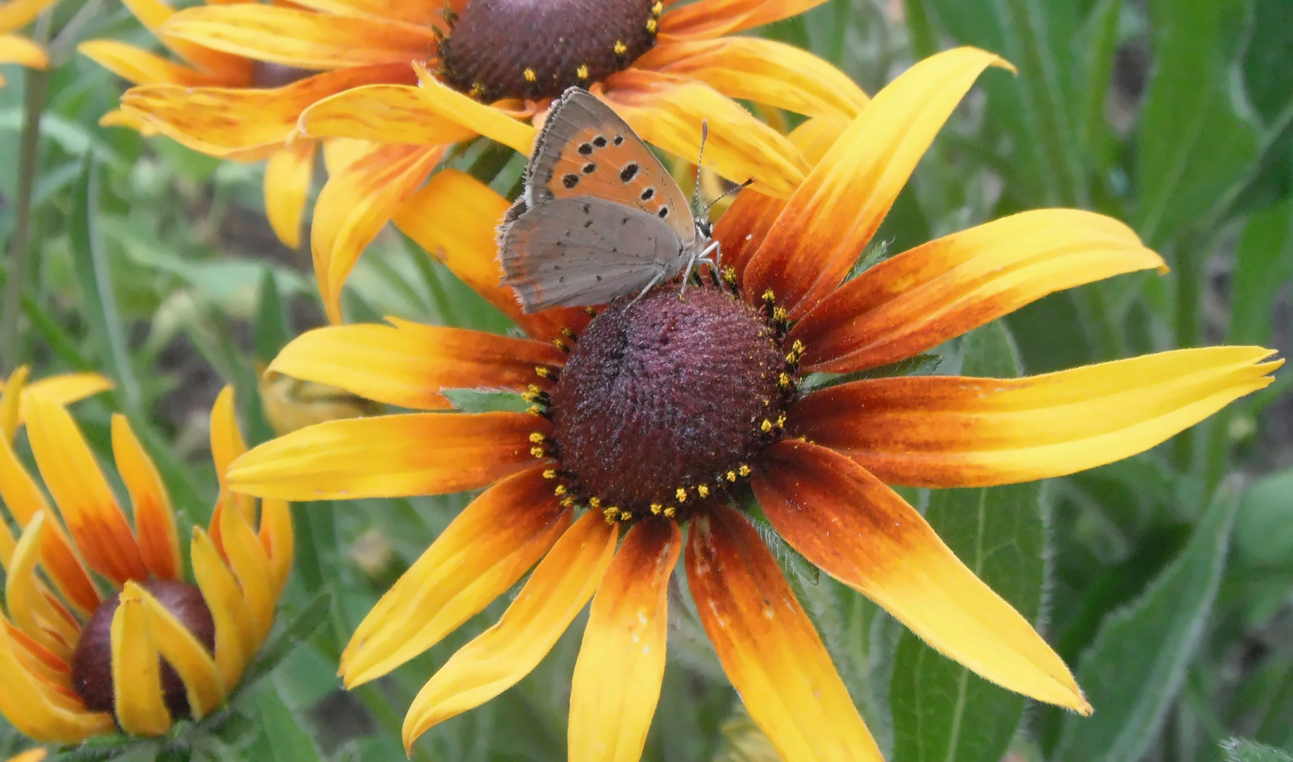 Kleiner Feuerfalter auf einer Blüte