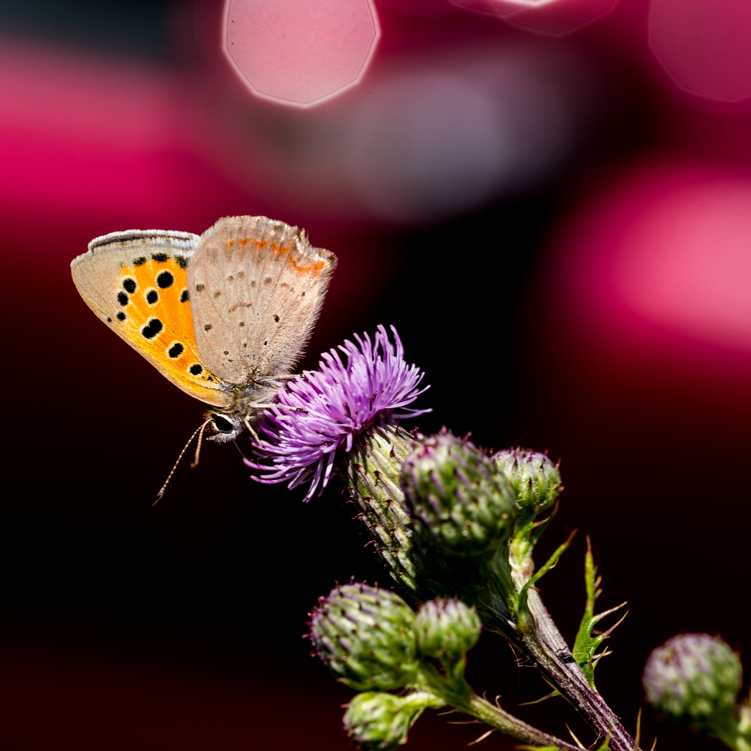 Kleiner Feuerfalter auf einer Distel