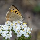 Kleiner Feuerfalter auf  Gemeiner Schafgarbenblüte  ..... .....