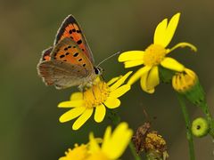 Kleiner Feuerfalter auf Jakobskreuzkraut