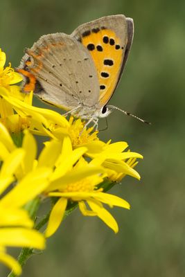 Kleiner Feuerfalter auf Jakobskreuzkraut