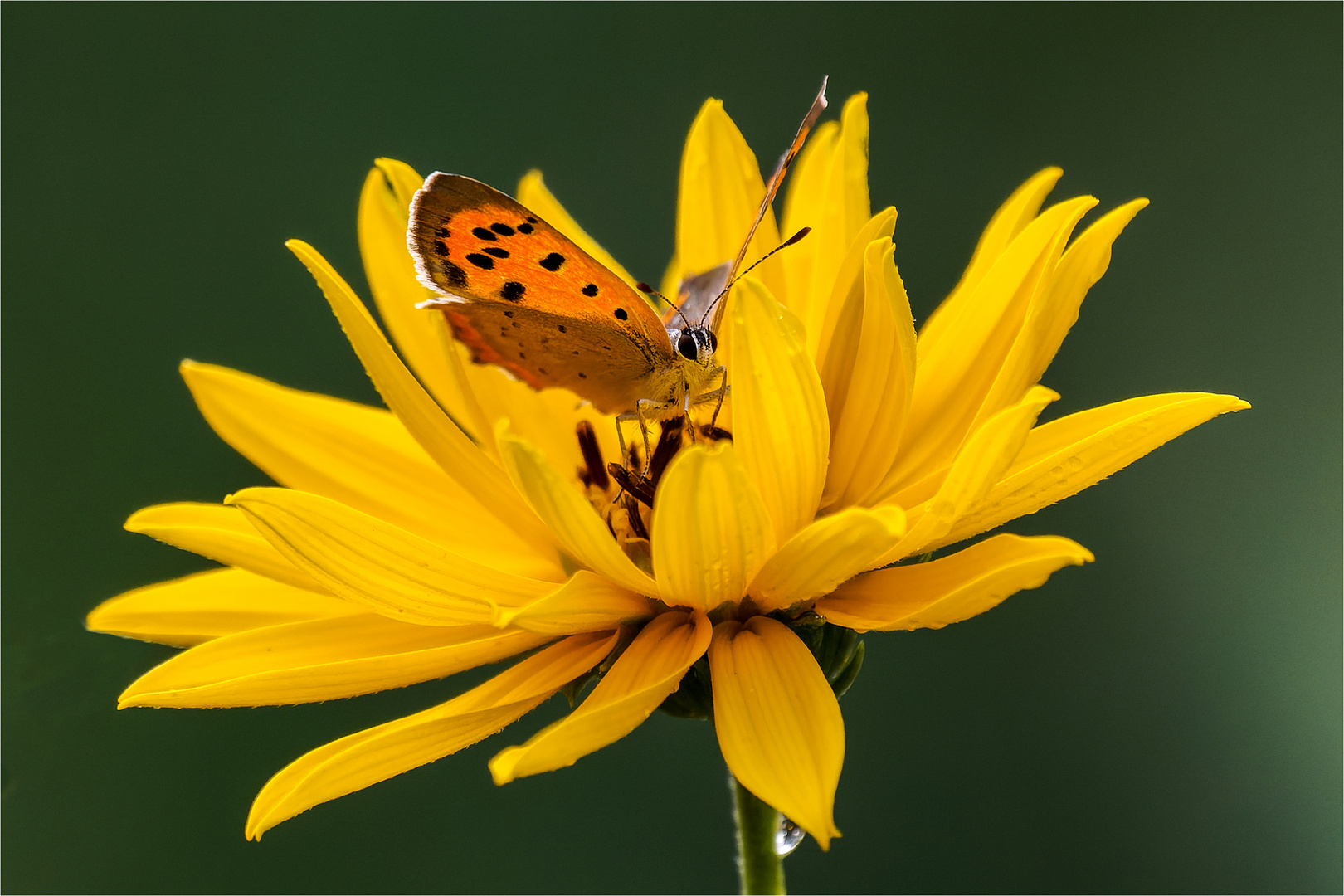 Kleiner Feuerfalter auf Sonnenblumenblüte "Topinambur"  .....