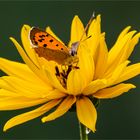 Kleiner Feuerfalter auf Sonnenblumenblüte "Topinambur"  .....