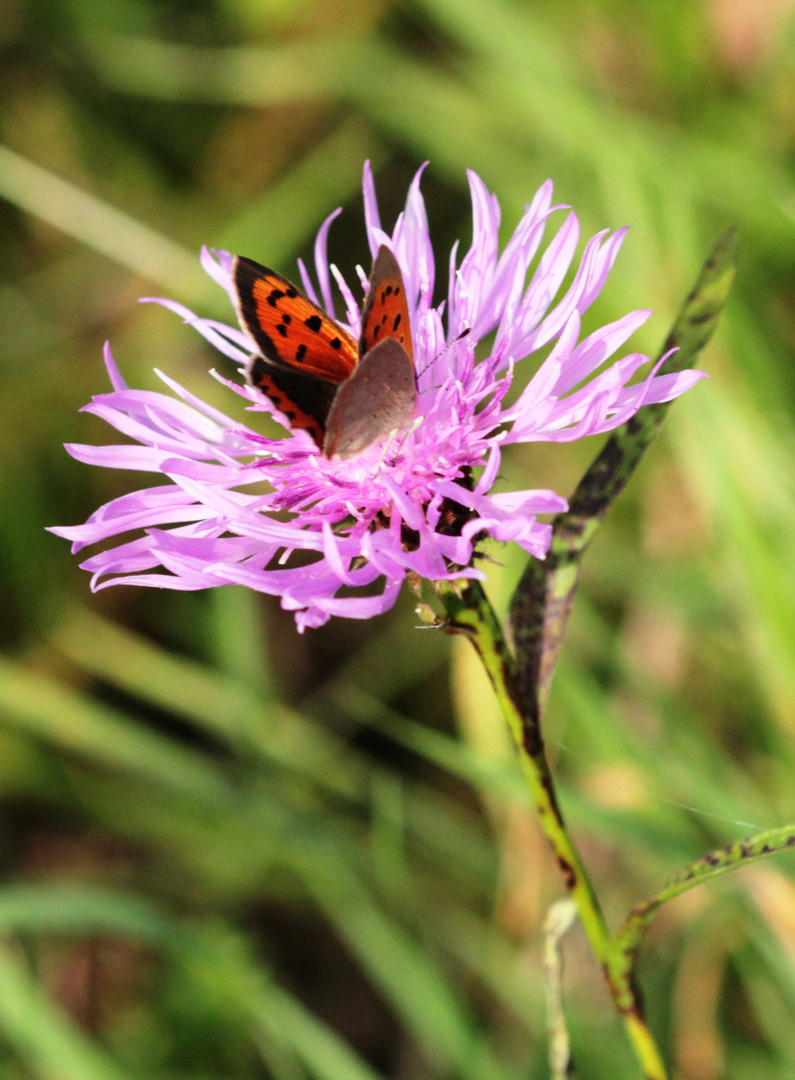 Kleiner Feuerfalter auf Wiesenflockenblume r