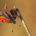 Kleiner Feuerfalter beim Flügel trocknen