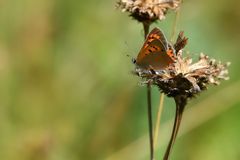Kleiner Feuerfalter ...