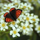 kleiner Feuerfalter ganz groß