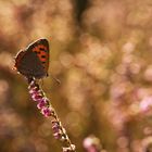 Kleiner Feuerfalter in der Heide