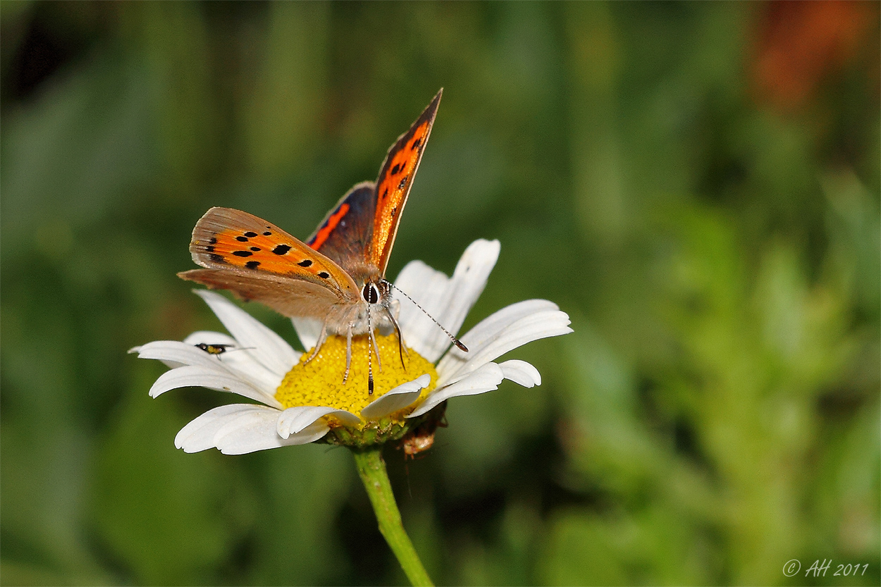 Kleiner Feuerfalter (Lycaena phlaeas)