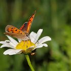 Kleiner Feuerfalter (Lycaena phlaeas)