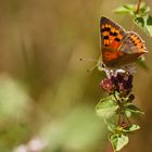 Kleiner Feuerfalter (Lycaena phlaeas)