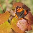 Kleiner Feuerfalter......., (Lycaena phlaeas)