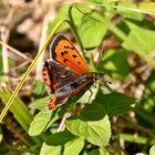 Kleiner Feuerfalter (Lycaena phlaeas) -1-