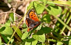 Kleiner Feuerfalter (Lycaena phlaeas) -1-