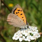 Kleiner Feuerfalter (Lycaena phlaeas)