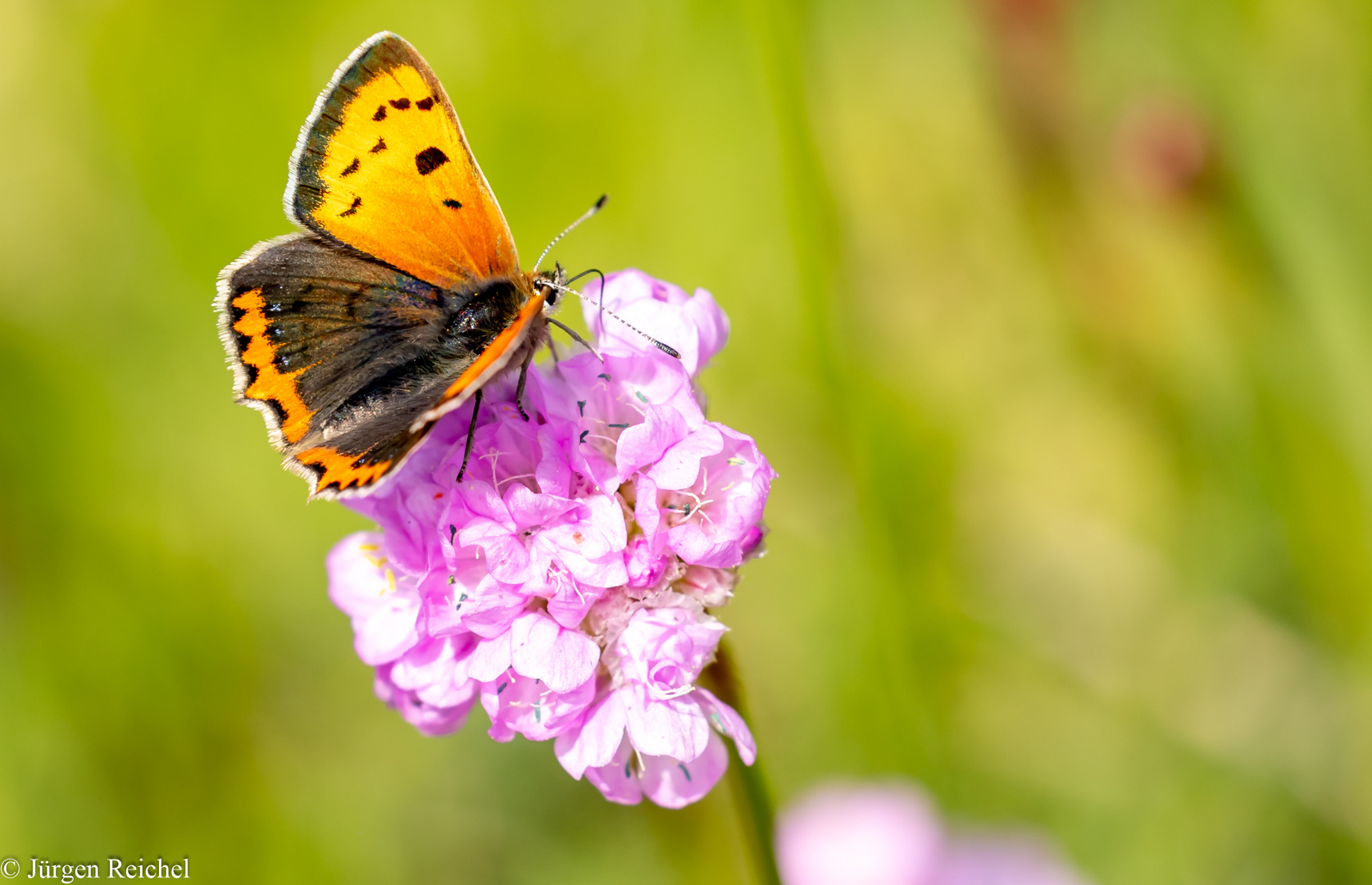 Kleiner Feuerfalter ( Lycaena phlaeas )