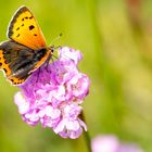 Kleiner Feuerfalter ( Lycaena phlaeas )