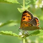 Kleiner Feuerfalter (Lycaena phlaeas)