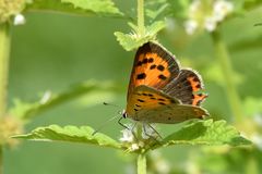 Kleiner Feuerfalter (Lycaena phlaeas)