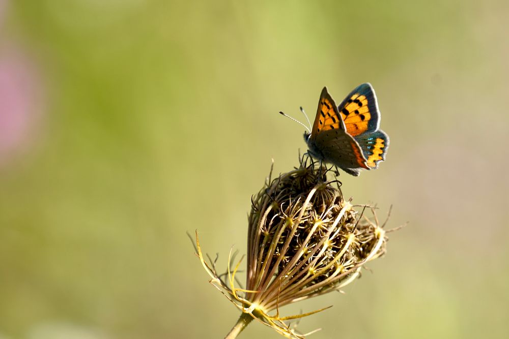 Kleiner Feuerfalter (Lycaena phlaeas)