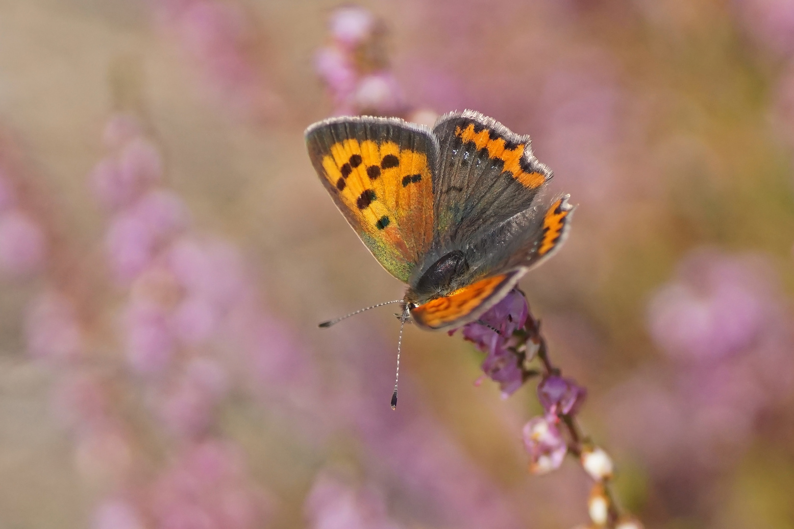 Kleiner Feuerfalter (Lycaena phlaeas)