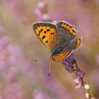 Kleiner Feuerfalter (Lycaena phlaeas)