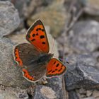 Kleiner Feuerfalter (Lycaena phlaeas).......