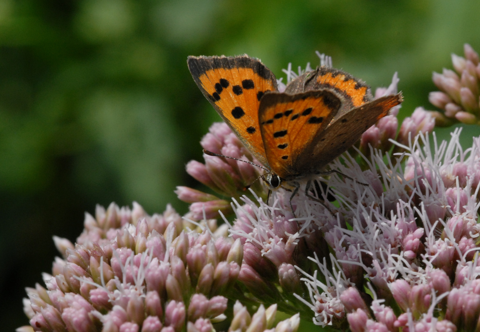 ,, Kleiner Feuerfalter ( Lycaena phlaeas ) 2 ,,