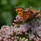 ,, Kleiner Feuerfalter ( Lycaena phlaeas ) 2 ,,