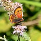 Kleiner Feuerfalter (Lycaena phlaeas) -2-