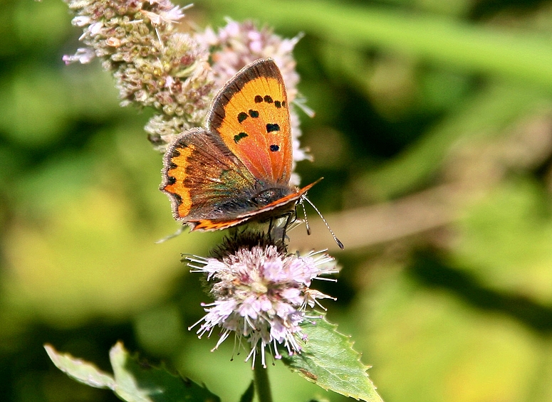 Kleiner Feuerfalter (Lycaena phlaeas) -2-