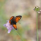 Kleiner Feuerfalter (Lycaena phlaeas)